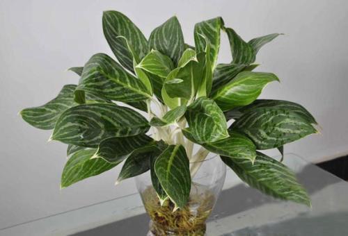 白雪公主優(yōu)點(diǎn)2