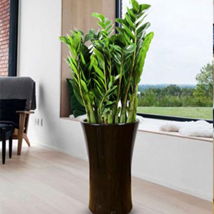 1風(fēng)水植物大金錢(qián)樹(shù)