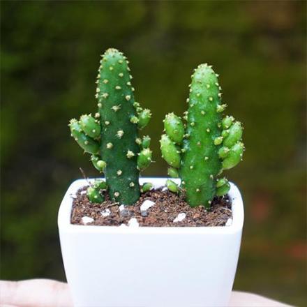 15217976731500496299