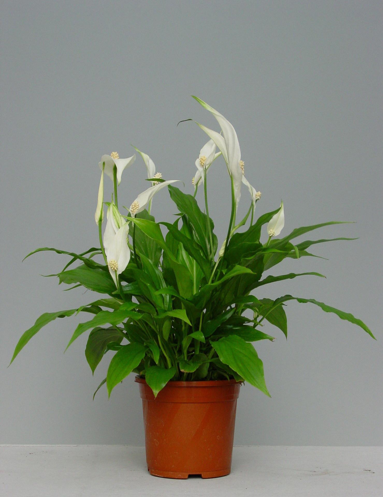 一帆風(fēng)順2