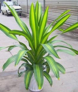 金心也門(mén)鐵